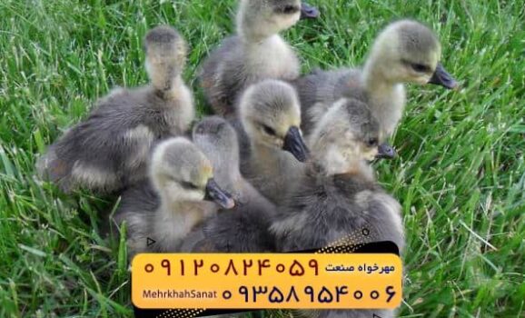 🐣🐣🐣 *جوجه غاز گوشتی*🐣🐣🐣