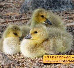 🐣🐣🐣 *جوجه غاز گوشتی*🐣🐣🐣