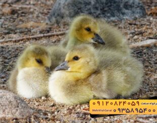🐣🐣🐣 *جوجه غاز گوشتی*🐣🐣🐣