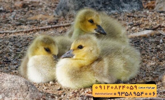 🐣🐣🐣 *جوجه غاز گوشتی*🐣🐣🐣